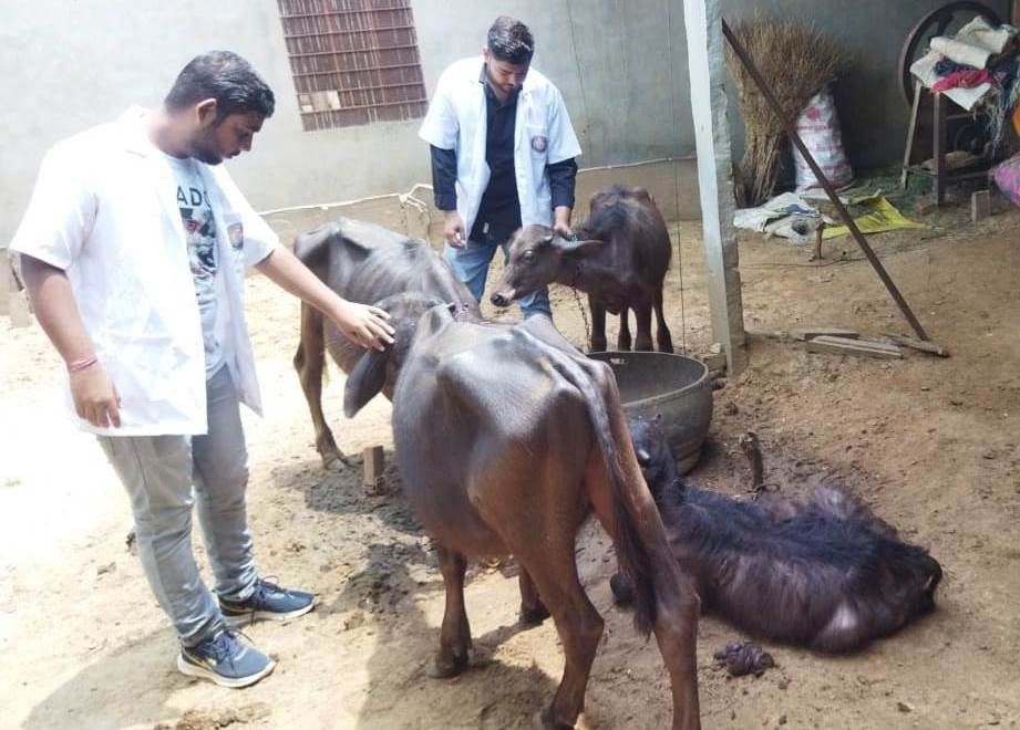 Free animal treatment done at village nangal bharda chomu